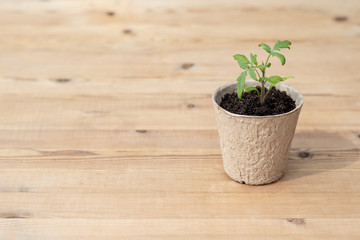 A tomato plant on a beautiful wooden table