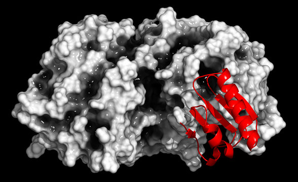 Proprotein convertase subtilisin kexin type 9 (PCSK9) protein. 3D rendering, cartoon representation (pro-domain) combined with semi-transparent surfaces (remainder).