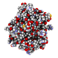 Von Willebrand factor (A3 domain). Defects and deficiencies cause bleeding diseases. 3D rendering. Atoms are represented as spheres with conventional color coding.