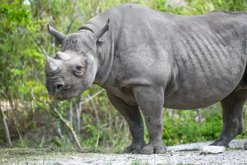 Obraz premium white rhino