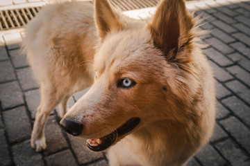 Siberian Husky With Beautiful Eyes