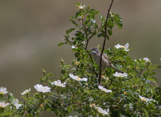 Whitethroat