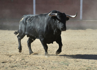 big bull in spain