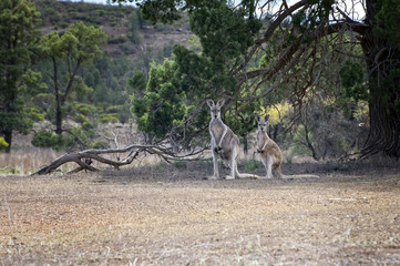 Fototapeta na wymiar South Australia – outback wilderness with a western grey kangaroo in front of trees and bush AU20170049
