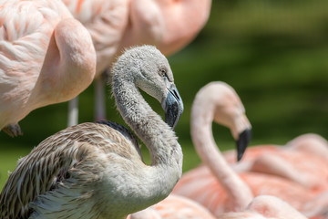 Jeugd Chileense flamingovogel. Grijs kuiken tussen roze volwassenen.