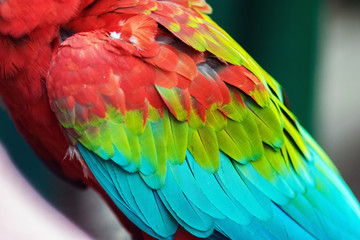 Fototapeta premium Colorful feathers of a Scarlet Macaw