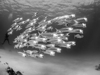 Makrelen im Roten Meer in Ägypten mit Taucher im Hintergrund