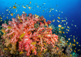 Fototapeta na wymiar Bunte Rifflandschaft mit Korallen beim Tauchen auf den Philippinen