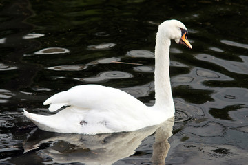 White swan swimming in calm water