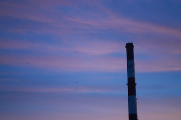 Fototapeta na wymiar clouds with red tint of dawn pipe plant against the sky