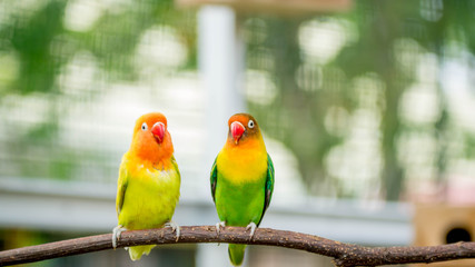pair of lovebird agapornis fischery perching on the branch