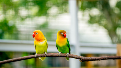 pair of lovebird agapornis fischery perching on the branch