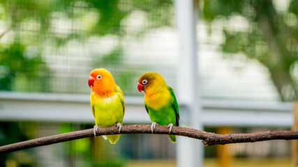 pair of lovebird agapornis fischery perching on the branch