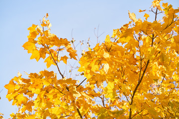 yellow leaves on the trees. yellow tree branches against the sky