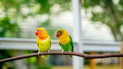 pair of lovebird agapornis fischery perching on the branch