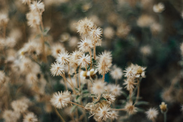 Little white flower / Little white flower o the garden / Little white flower on the floor / dandelion flower / cute white flowers