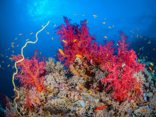 Plakat Bunte Korallen in einem Riff im Roten Meer