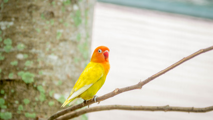 cute and colorful lovebird agapornis fischery perching on the branch