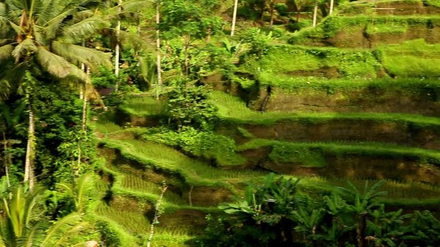 Hillside with rice farming. World's most beautiful mountains landscapes shape in nature. Typical Asian green cascade rice field terraces paddies. Ubud. Bali. Indonesia. Same as Guillin. China.