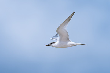 Young sandwich tern in flight blue sky