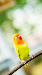 Fototapeta na wymiar cute and colorful lovebird agapornis fischery perching on the branch