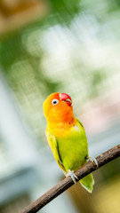 cute and colorful lovebird agapornis fischery perching on the branch