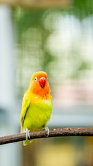 cute and colorful lovebird agapornis fischery perching on the branch