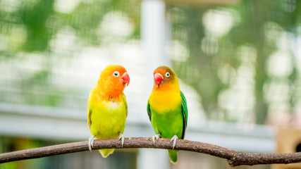 pair of lovebird agapornis fischery perching on the branch