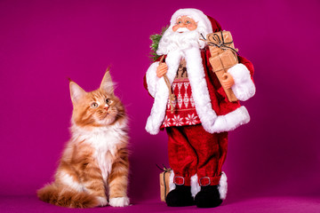 Maine coon kitten sitting at Santa Claus on Christmas time.