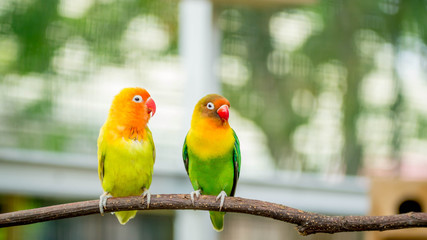 pair of lovebird agapornis fischery perching on the branch