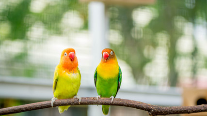 pair of lovebird agapornis fischery perching on the branch