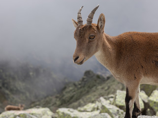 Iberian Ibex