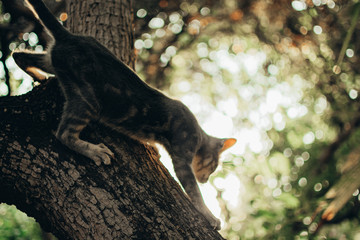 cat playing / cat playing on the tree /  wild cat / little wild cat / gray cat / adventure of cat