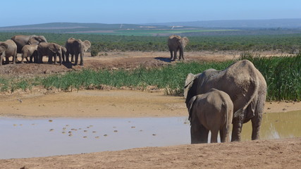 Elefants at a water hole in the wilderness of Africa