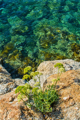 Fototapeta premium Turquoise Seawater surface texture background 