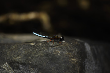 Dancing Jewel Damselfly (platycypha caligata) Sitting Atop A Rock