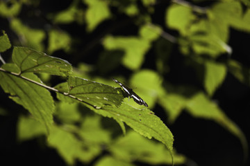 Geranium Bronze Butterfly (cacyreus marshalli) Sitting On The Tip Of A Leaf