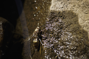 Golden Hornet (vespa sp.) Drinking From A Wet Rock Face