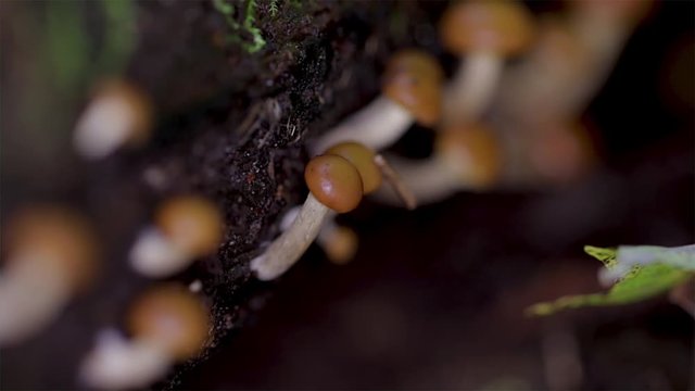 Tiny orange cap mushrooms sprouting from rotting bark. Saprophytic mushrooms  decomposing wood. Macro of nature. Little mushrooms. 