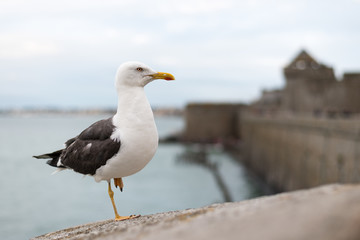 Lesser black backed gull standing on one foot on the wall of Saint Malo