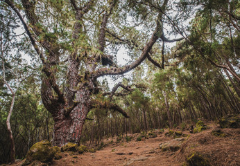 Fototapeta na wymiar huge pine tree in forest landscape