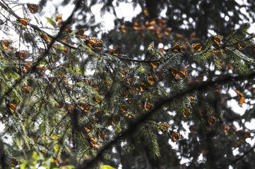 Mariposa monarca en El Rosario Michoacan M&eacute;xico