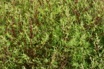 Bassia scoparia (Kokia scoparia) / Background