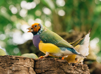 Colorful bird eating 