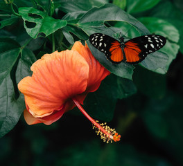 Orange butterfly and flower 