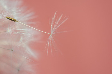 Dandelion on pink background