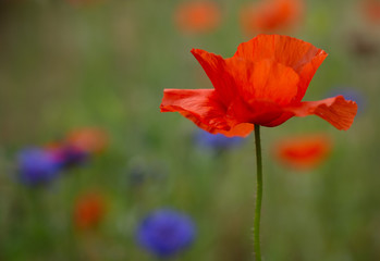 Poppy flower