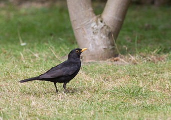 Obraz premium Blackbird