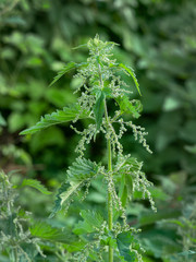 common nettle or stringing nettle in full bloom