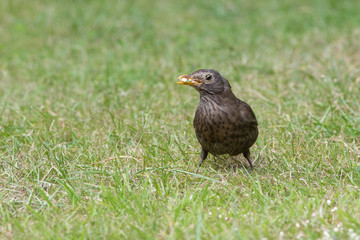 Blackbird
